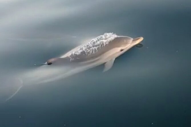2.5 Hours Sunset Boat Tour in Search of Dolphins - Sunset Return With Etna Behind You: Why Timing Matters
