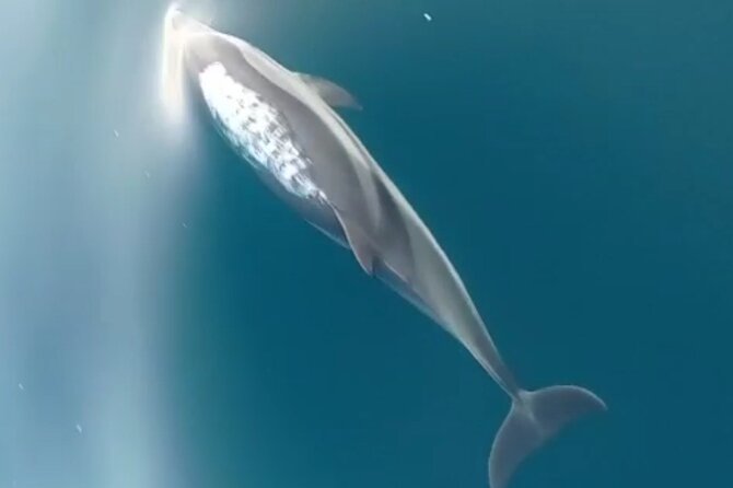 2.5 Hours Sunset Boat Tour in Search of Dolphins - Should You Book This 2.5-Hour Sunset Boat Tour in Search of Dolphins?