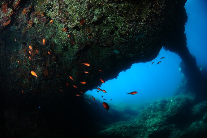 2 Dives from Diving Center (with full equipment) - What happens during your two guided underwater sessions
