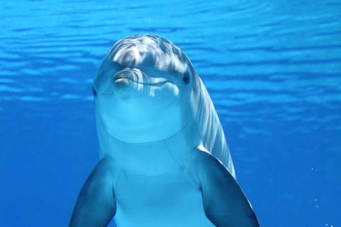 2-Hour Dolphin Sunset Tour from Giardini Naxos - Giardini Naxos at 6 pm: why this sunset timing works