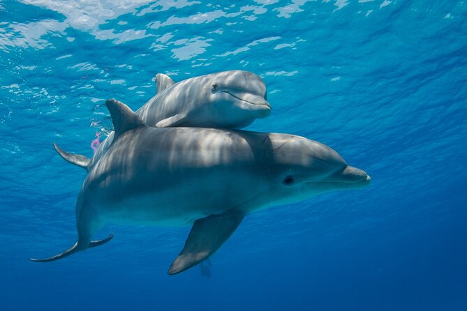 2-Hour Dolphin Sunset Tour from Giardini Naxos - Getting on board: Via Schisò meeting point and the 2-hour flow