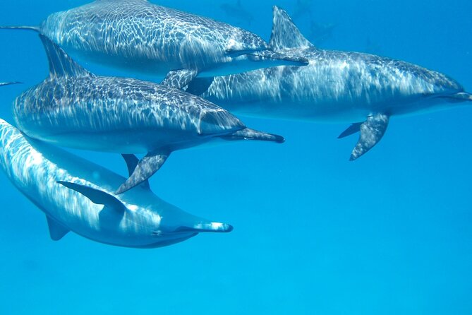 2-Hour Dolphin Sunset Tour from Giardini Naxos - The boat reality check: space, movement, and photo expectations