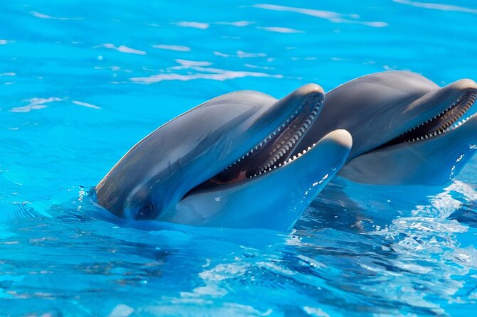 2-Hour Dolphin Sunset Tour from Giardini Naxos - Price and value: is $46.34 worth it?