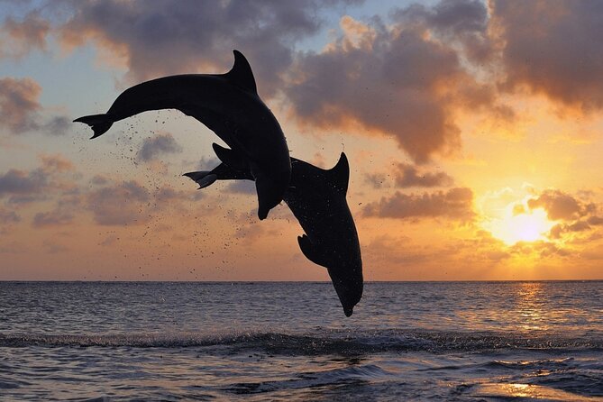 3-Hour Dolphin watching at sunset with aperitif - Key things to know before you go