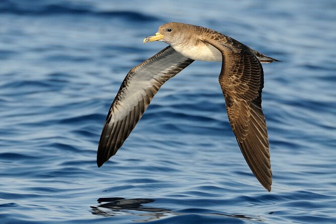 3-Hour Dolphin watching at sunset with aperitif - Price and Value: $59.25 for 3 Hours That Include More Than Sightseeing