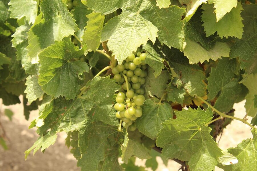Agrigento: Wine tasting and walk in the vineyards. - The tasting setup: 5 wines and a full Sicilian platter