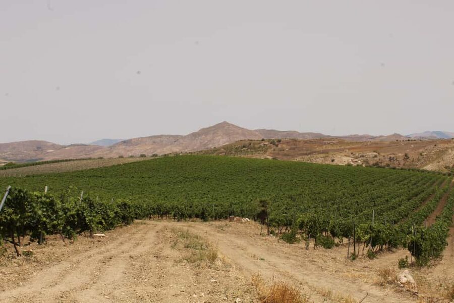 Agrigento: Wine tasting and walk in the vineyards. - Meet the people behind the Tenuta