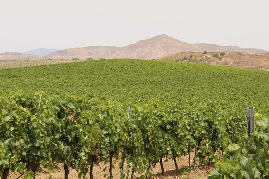 Agrigento: Wine tasting and walk in the vineyards. - What you’ll learn about Sicilian wine making