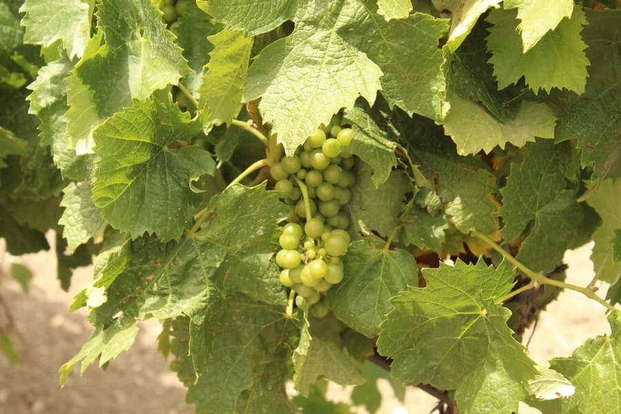 Agrigento: Wine tasting and walk in the vineyards. - The food and wine pairing, Sicilian style