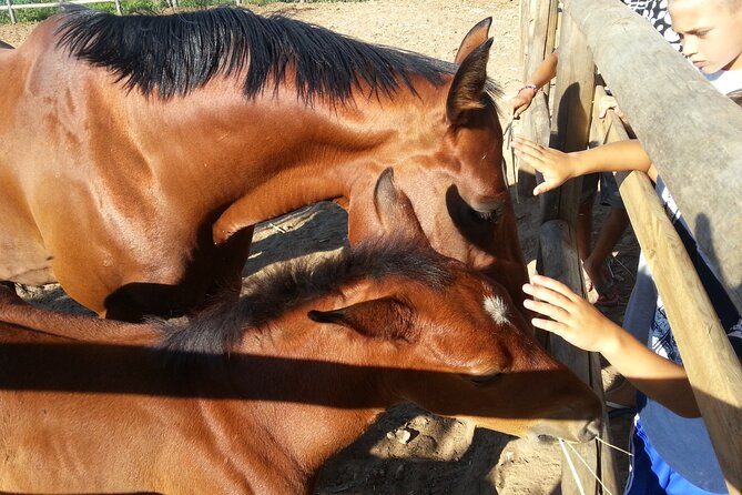 Alcamo Farm Animals and Aromatic Garden - Walking the Olive, Citrus, and Vine Paths (Without Making It a Grind)