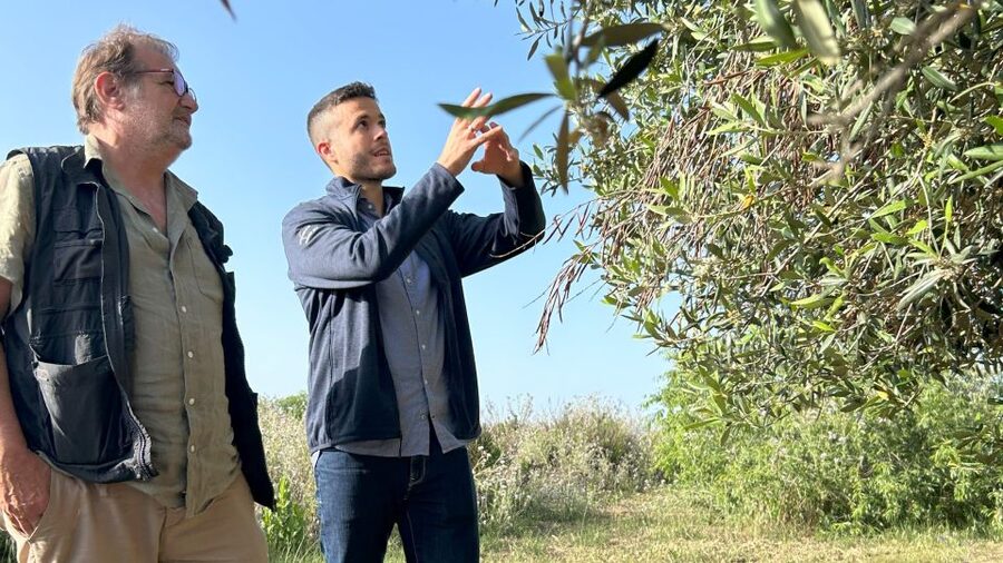 Balestrate: Olive Grove Tour with Wines & Olive Oil Tasting - Finding the Right Spot at Bivio Quattro Vanelle