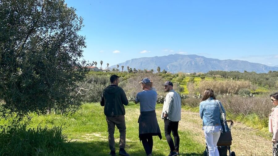 Balestrate: Olive Grove Tour with Wines & Olive Oil Tasting - How the Extra Virgin Olive Oil Tasting Works (And Why It Matters)