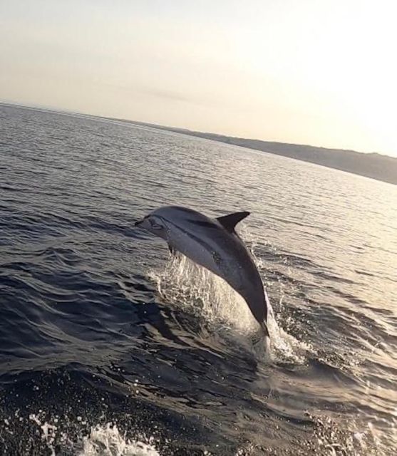 boat tour exploring and searching for dolphins in Acitrezza - Key things to know before you go