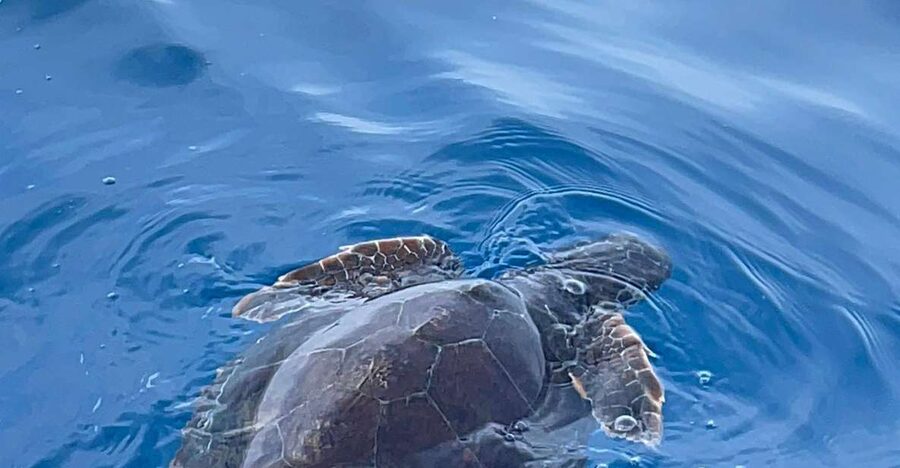 boat tour exploring and searching for dolphins in Acitrezza - Aci Trezza at 6:30 pm: why this dolphin search has the right timing