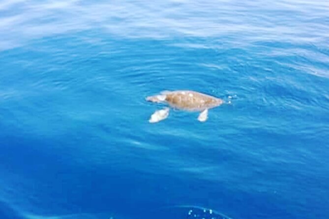 Boat trips with Zorro - Mare Morto, Cala Creta, and Cala Francese: Three Chances to Enjoy the Water