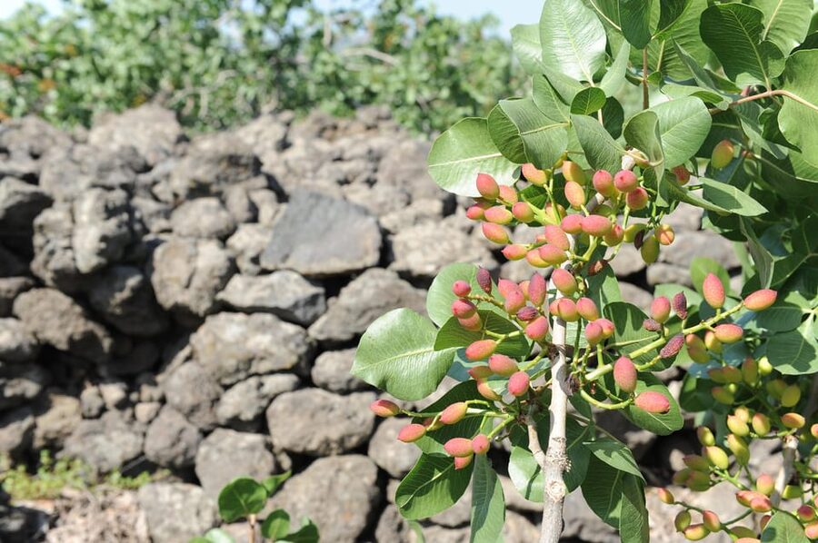Bronte: Tour e degustazione nelle piantagioni di pistacchi - The second guided visit: learning why Bronte pistachios became important