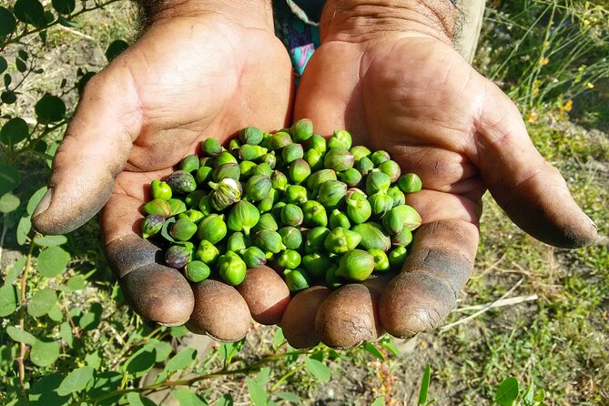 Cappero di Salina: Un'Esperienza di Degustazione Unica - Caper Plants and a Wine Cellar in Leni: What You Are Really Buying
