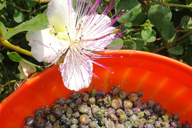 Cappero di Salina: Un'Esperienza di Degustazione Unica - Inside the Wine Cellar: Pairings With Explanations