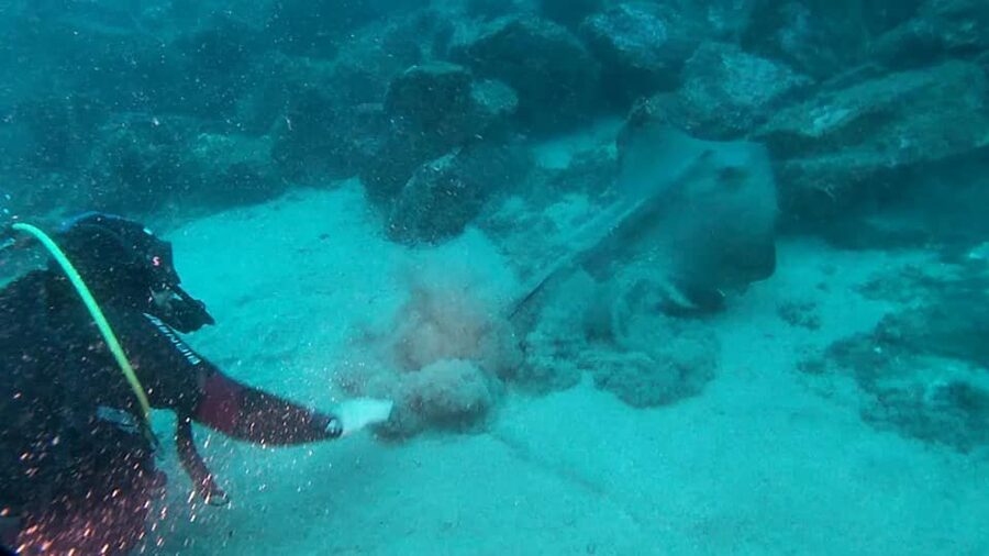 Catania: Gulf Scuba Diving Tour with Marine Biologist - Price value at about $82 per person