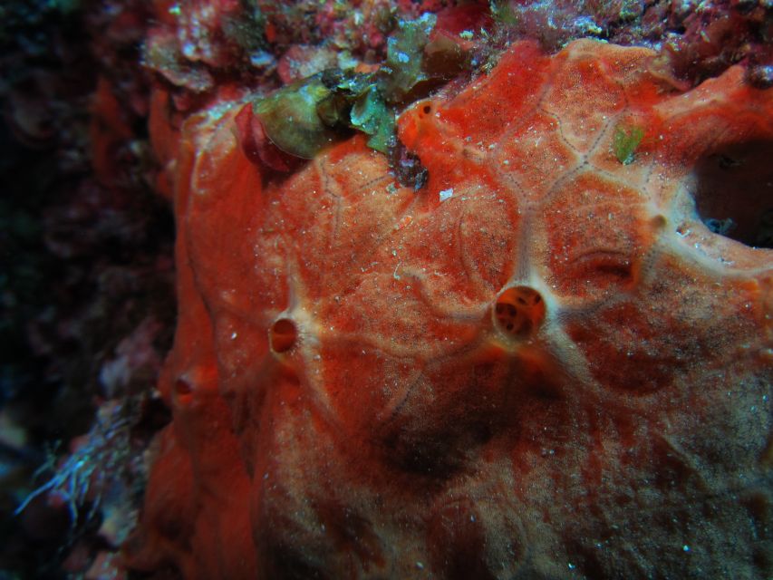 Catania: Gulf Scuba Diving Tour with Marine Biologist - How long you’re on the water, and how it affects comfort