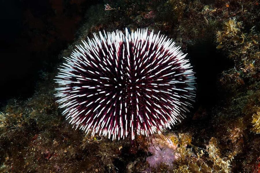 Catania: Scuba Diving Experience - Where you start: Jonio Pro-Dive in Camping Jonio (Catania)