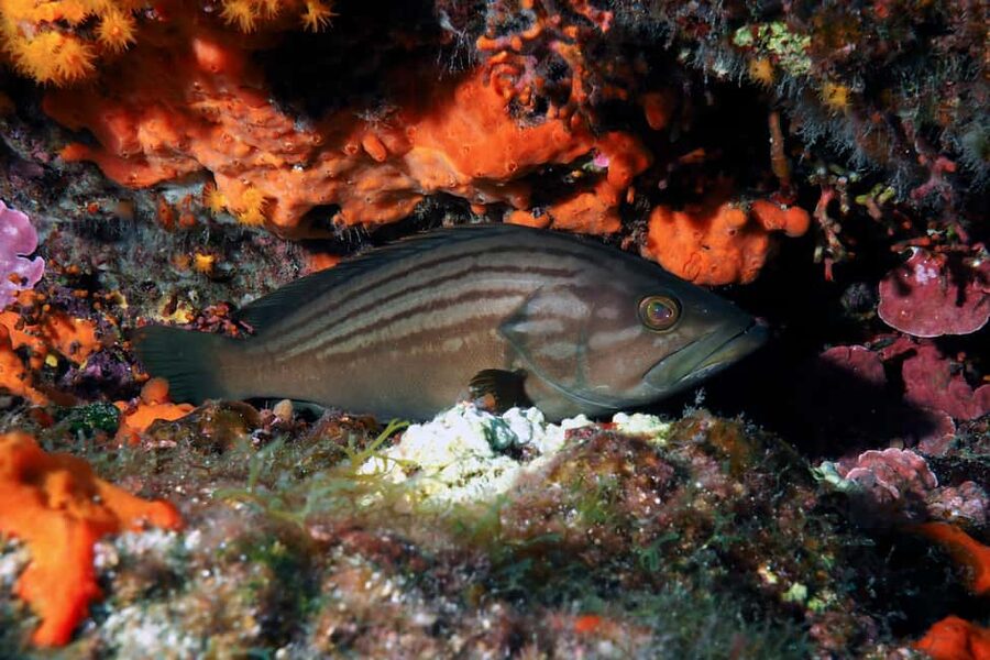Catania: Scuba Diving Experience - Going underwater over Etna’s story: lava flows, caves, and seabed shapes