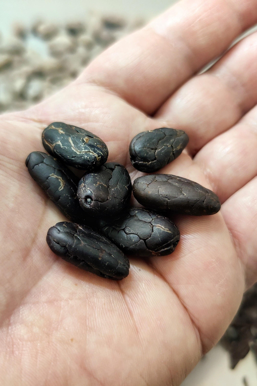 Chocolatier for a day: raw bean to bar chocolate in Modica - Why Modica Turns Chocolate Making Into a Real Trip Story