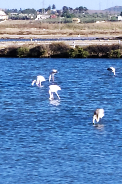 Discover Trapani's Saltpans with an E-Bike Tour - Who This Tour Fits Best