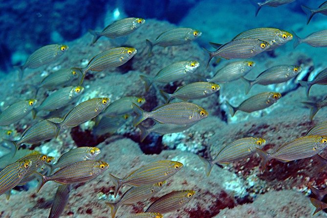 Diving for certified divers with PADI 5<em> Diving Resort – Taormina – On-board comfort: snacks, music, and a crew that keeps things calm’ /><br />
After your second session and snorkeling time (if you choose it), the boat ride stays social. Around <strong>1:30 pm</strong>, the crew offers <strong>Sicilian wine</strong> and <strong>almond biscuits</strong> onboard. There’s also relaxing music, and the team works to keep the atmosphere upbeat without turning the boat into a party bus.</p>
<p><p>From the way multiple accounts describe the operation, the vibe is friendly but controlled. People praise the crew for being supportive, for managing issues with humor, and for switching communication styles so everyone understands. That matters if you’re traveling with mixed experience levels inside your group or if your dive skills are strong but your comfort depends on clear explanations.</p>
</p>
<p><p>Also, one practical comfort point that comes up in feedback: the boats are described as clean and equipped with <strong>bathrooms</strong>. You don’t think about that until you need it, and then it becomes a big quality-of-life win.</p>
</p>
<h2>If you want intro options, you still keep the same relaxed schedule</h2>
<p><img width="669" height="446" decoding="async" src=