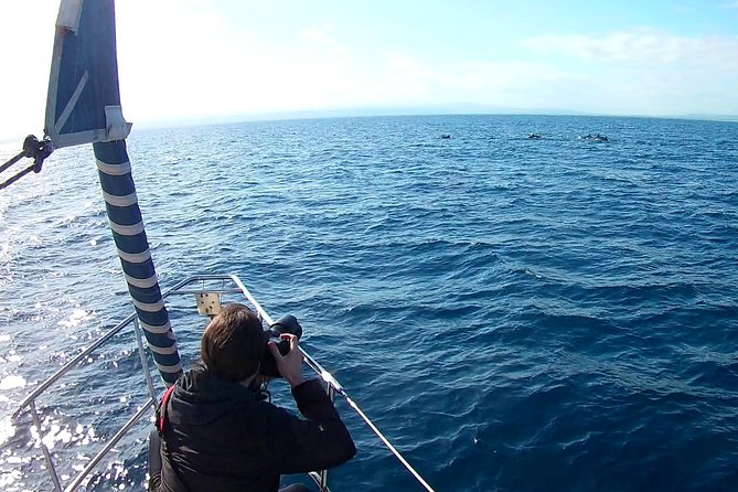 Dolphin Watching & Conservation - Dolphins in the Gulf of Catania - Price and value: is $84.48 a good deal?