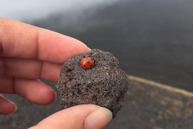 Etna and Wines Tour - Mount Etna: panoramic roads and your lava cave moment