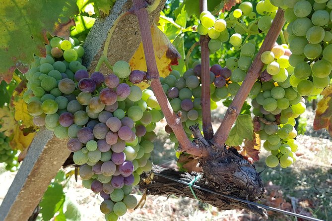 Etna DOC & Organic Wine tasting and tour of the 1815 historic winery - Why Scilio’s Etna DOC organic tour is such a good use of time