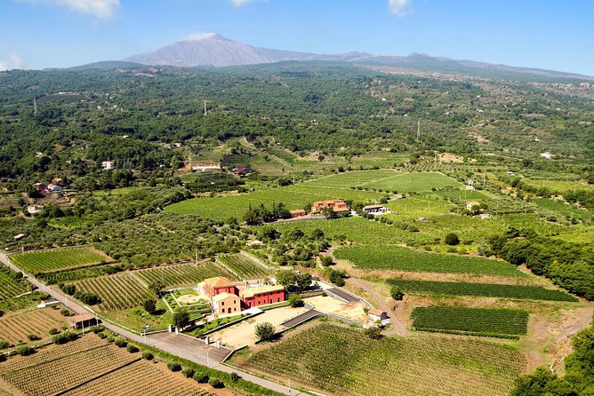 Etna DOC & Organic Wine tasting and tour of the 1815 historic winery - Vineyard walk: organic cultivation and indigenous grape context