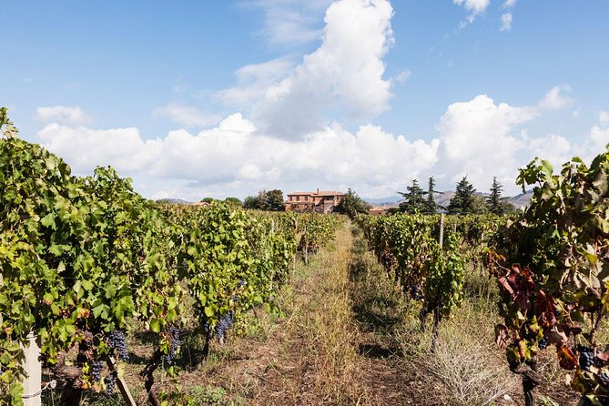 Etna DOC & Organic Wine tasting and tour of the 1815 historic winery - The old winery from 1815: what it adds to your tasting