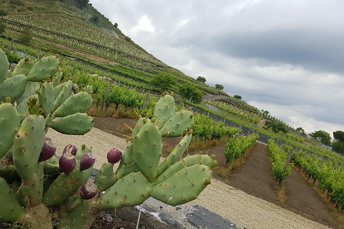 Etna Easy & Winery from Messina, Catania or Taormina/G. Naxos - Where this tour gives the best value