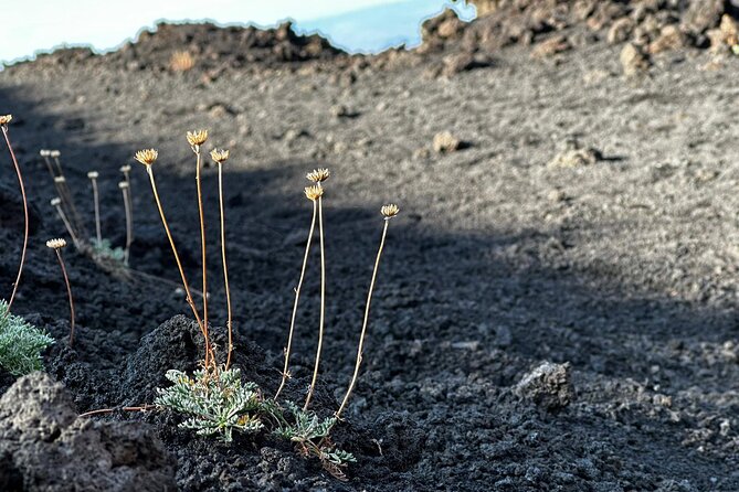 Etna Morning or Sunset - Trek & Lava Tunnel with Gear - Who should book this Etna trek and lava tunnel?
