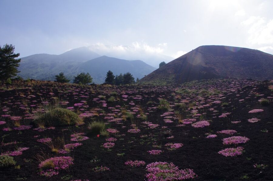 Etna Private Sunset Tour with Prosecco - Price and value: what you’re paying for at $226.57 per person
