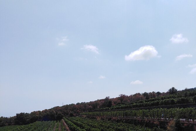 Etna private tour with wine cellar gambino lunch and wine tasting - Price and what you truly get for about $280 per person