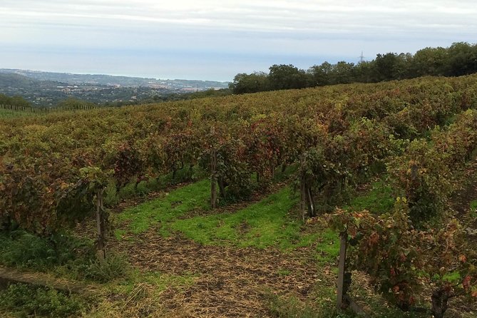 Etna Tour and Lunch in a Winery with Wine Tasting - Stop 2: Oro d’Etna honey farm, organic tasting, and local food shopping time