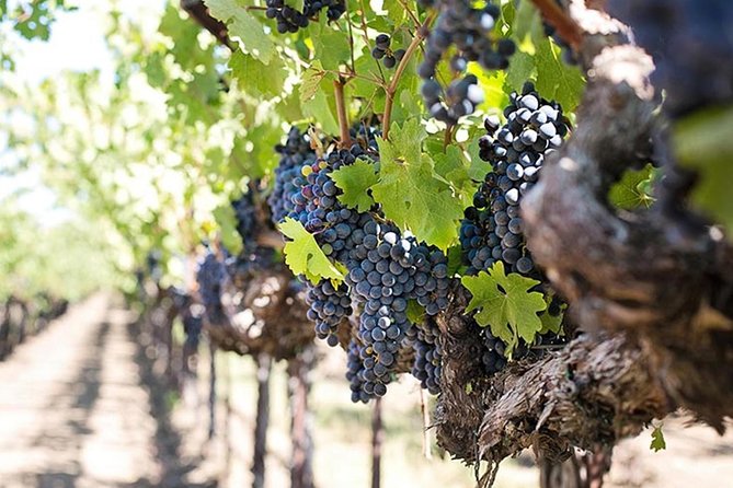 Etna trekking and wine tasting - From Catania or your port to Etna, the day’s flow is built around convenience