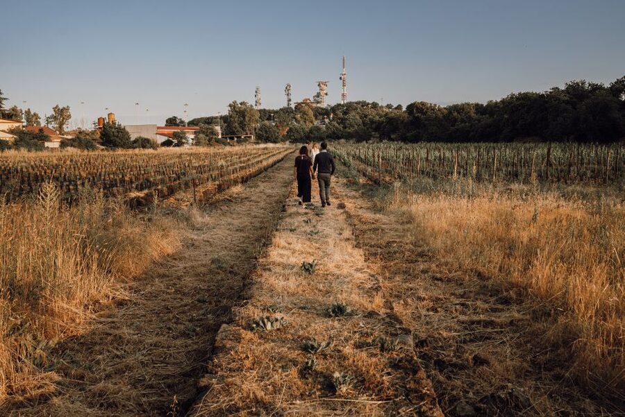 Etna: Urban Winery, Vineyards Walk & Wine Tasting at Sunset - Key things to circle before you go