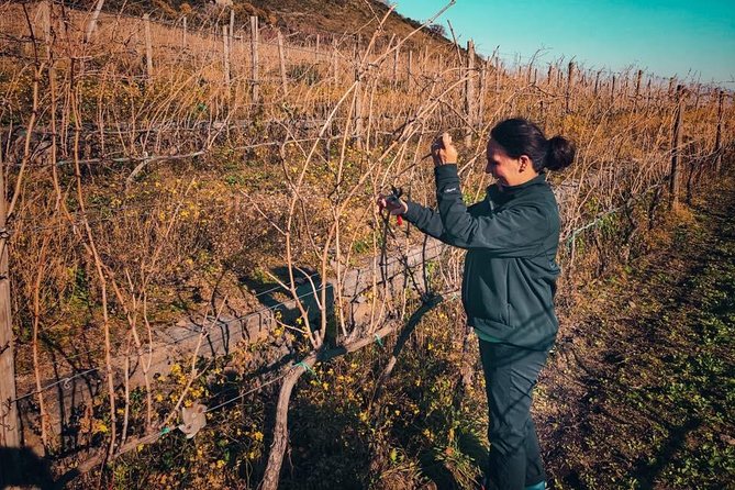 Etna Wine and Food Volcanic Day Tour - Private Experience - Price and value: what $280 buys you on Etna
