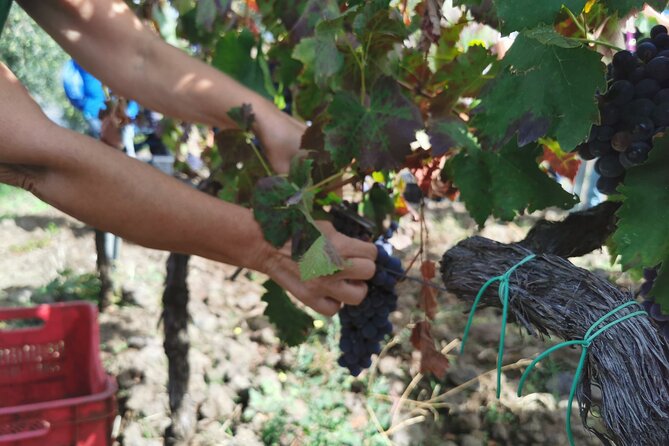 Etna Wine And Taormina From Messina - Price and What You Get for $180.21
