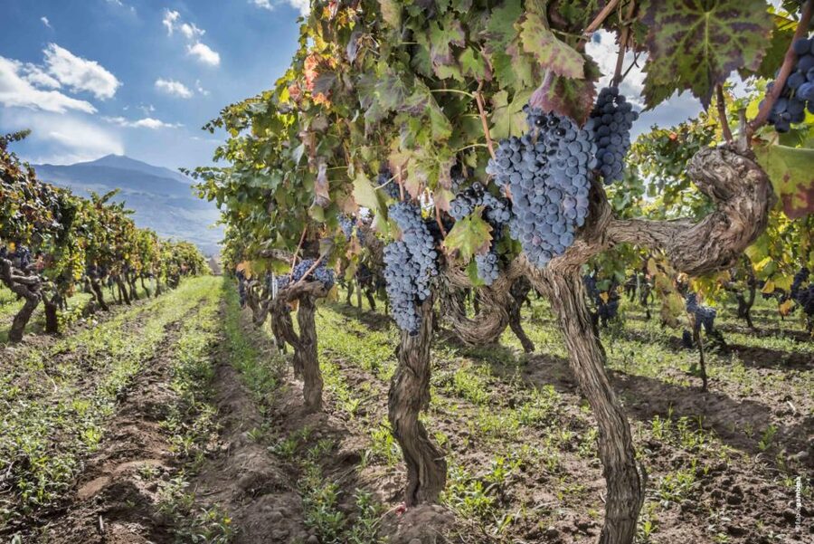 Etna & Wine Private Day Tour - How active is it, really, and what to wear