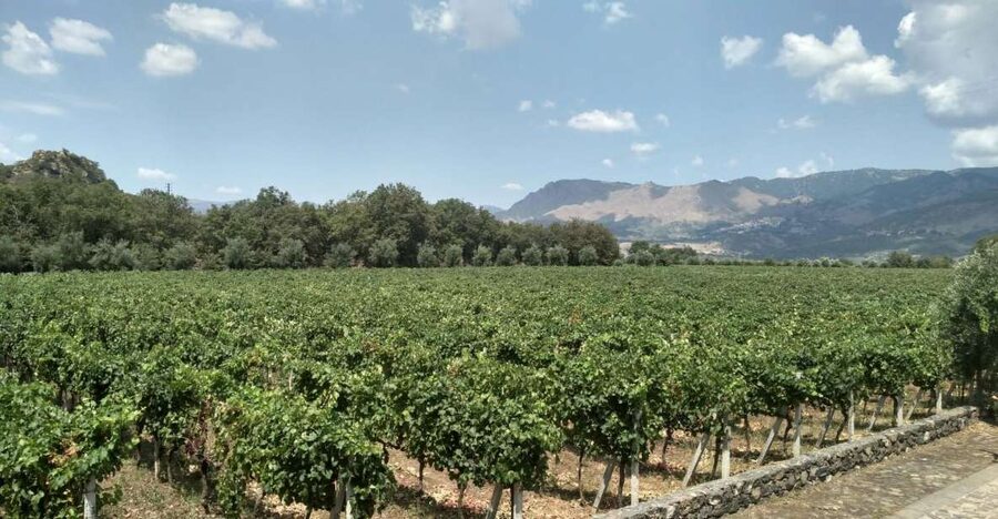 Etna: Wine Tasting and Food Tour - The best part: Zafferana Etnea, honey capital energy