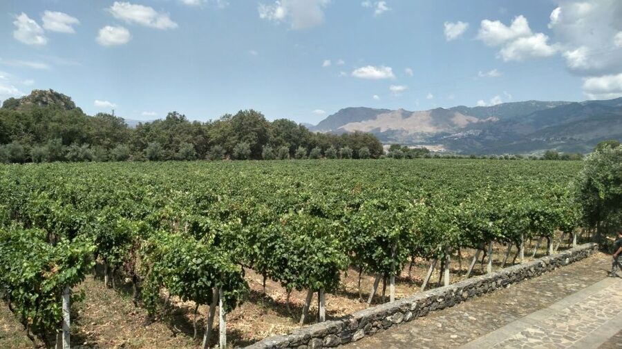 Etna: Wine Tasting and Food Tour - Zafferana Etnea honey and olive oil: what to expect in the 30 minutes