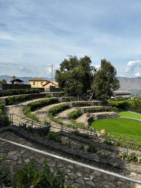 Etna: Wine Tasting and Food Tour - What to buy: honey and olive oil, plus wine you can actually bring home