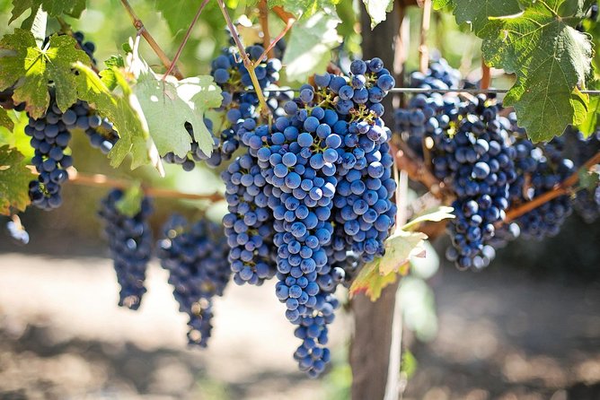 Etna Wine Tasting & Sicilian Lunch –Small Group Tour from Catania - Etna Wine and Sicilian Lunch, The Real Goal