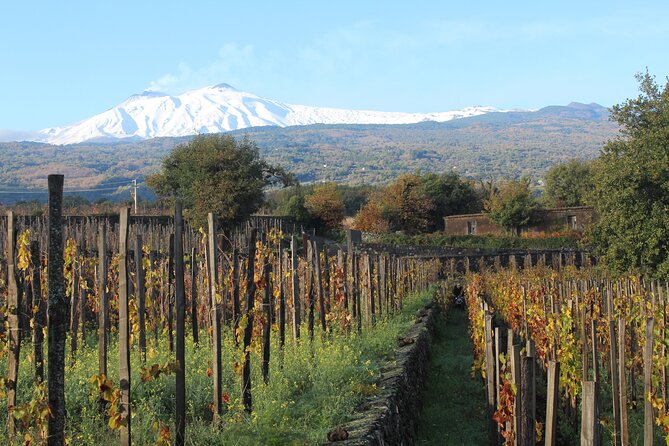 Etna Wine Tasting & Sicilian Lunch –Small Group Tour from Catania - Etna Wines, Not Just Wine: What You’re Learning Along the Way