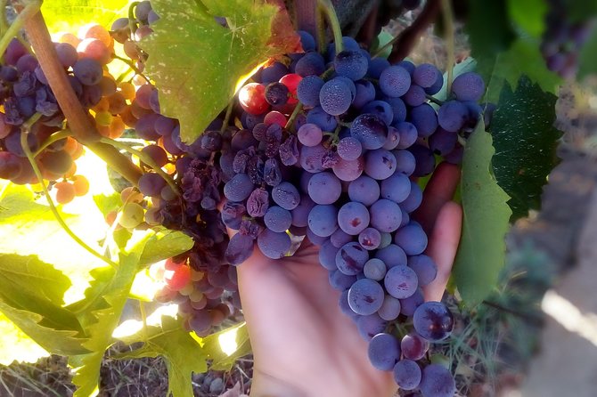 Etna Wineries Tour - Small Groups from Taormina - Should you book this Etna wineries tour?